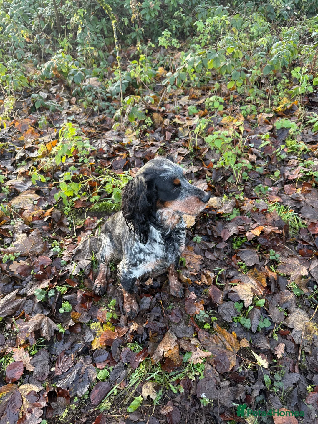 Cocker Spaniel dogs for stud: Beautiful cocker spaniel up for stud - Advert 1
