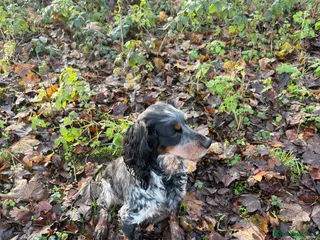 Cocker Spaniel dogs Beautiful cocker spaniel up for stud - Advert 1