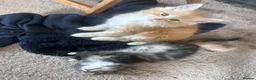 Siberian cats for sale: Beautiful Siberian cross kittens  - Advert 13