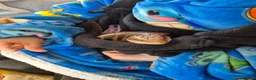 Skink reptiles for sale: Blue tongued skink age 1 - Advert 1