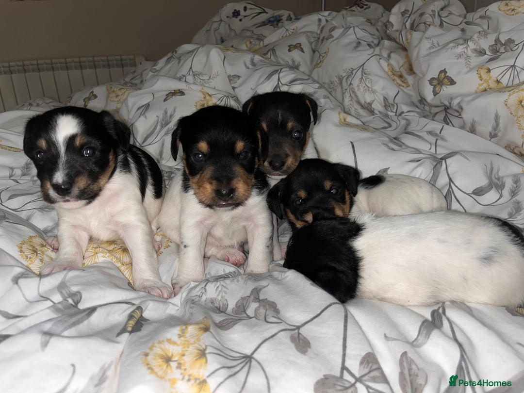 Jack Russell dogs for sale: Jack russel puppy’s  - Advert 2