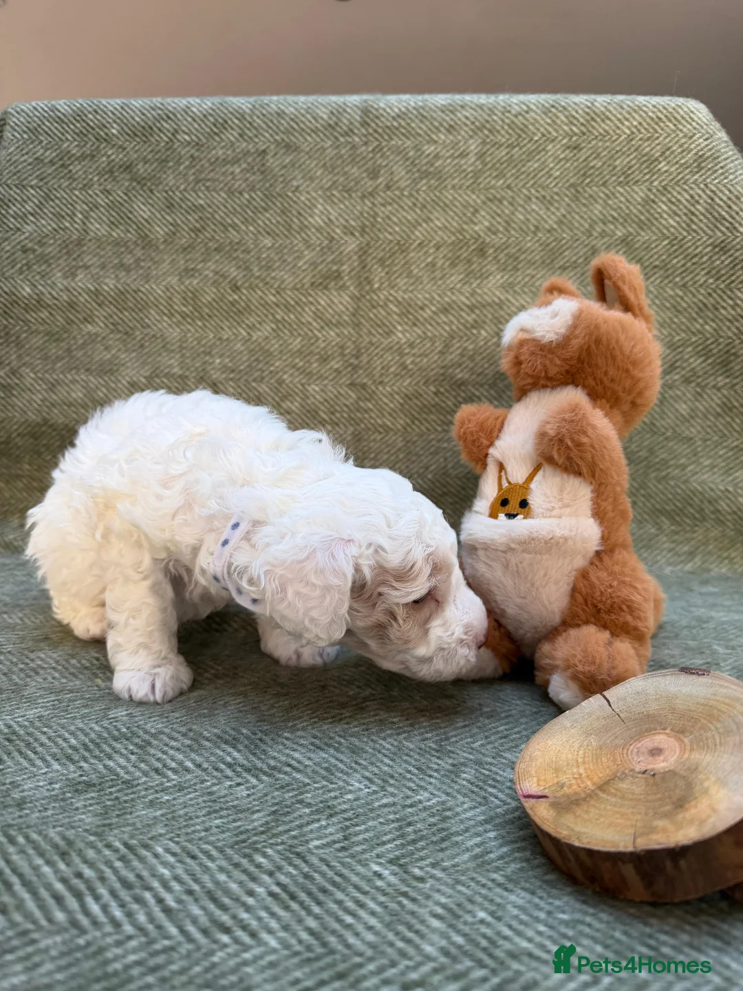 Labradoodle dogs for sale: Gorgeous 3rd Gen Miniature Labradoodle Puppies - Advert 6