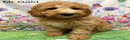 Labradoodle dogs for sale:  Standard Labradoodles multi generational  - Advert 6