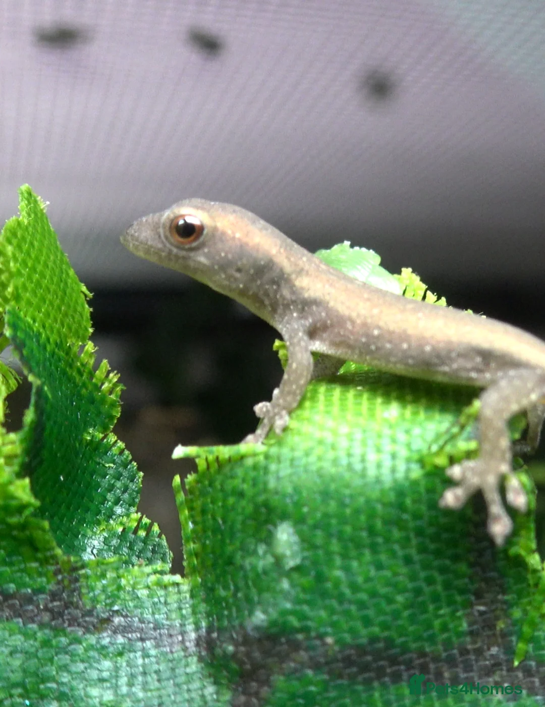 Gecko reptiles for sale: Baby Cameroon dwarf geckos!  - Advert 2