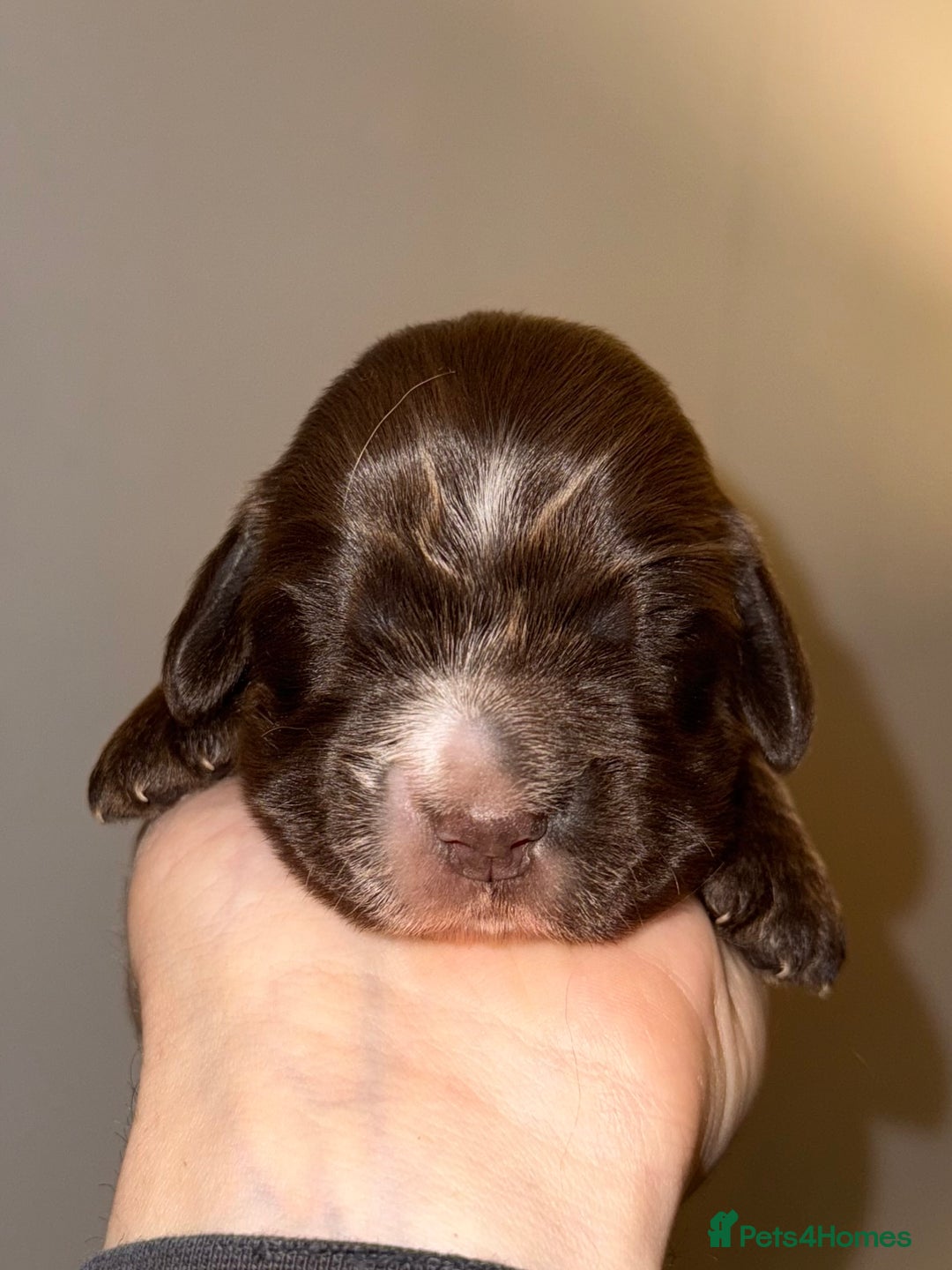 Cocker Spaniel dogs for sale: True to type Show Cocker Spaniels - KC reg parents - Advert 6
