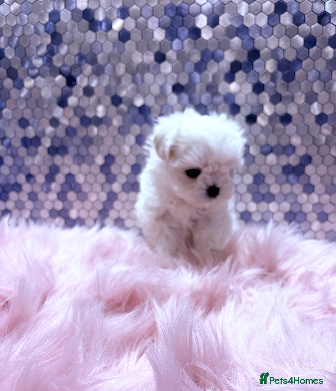 Maltese dogs for sale: ❤️🩵Full Korean Baby pups🩵❤️ - Advert 2