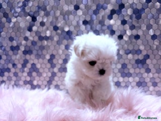 Maltese dogs 🌟🌟Full Korean Baby pups🌟🌟 - Advert 18