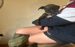 Lurcher dogs for sale: Lurcher pups  - Image 8