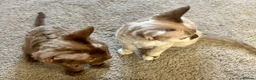 Devon Rex cats for sale: Beautiful, playful Devon rex kittens, ready now - Advert 4