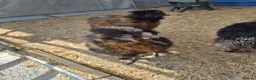 Chickens poultry for sale: 3 male silkies in Heanor - Advert 4