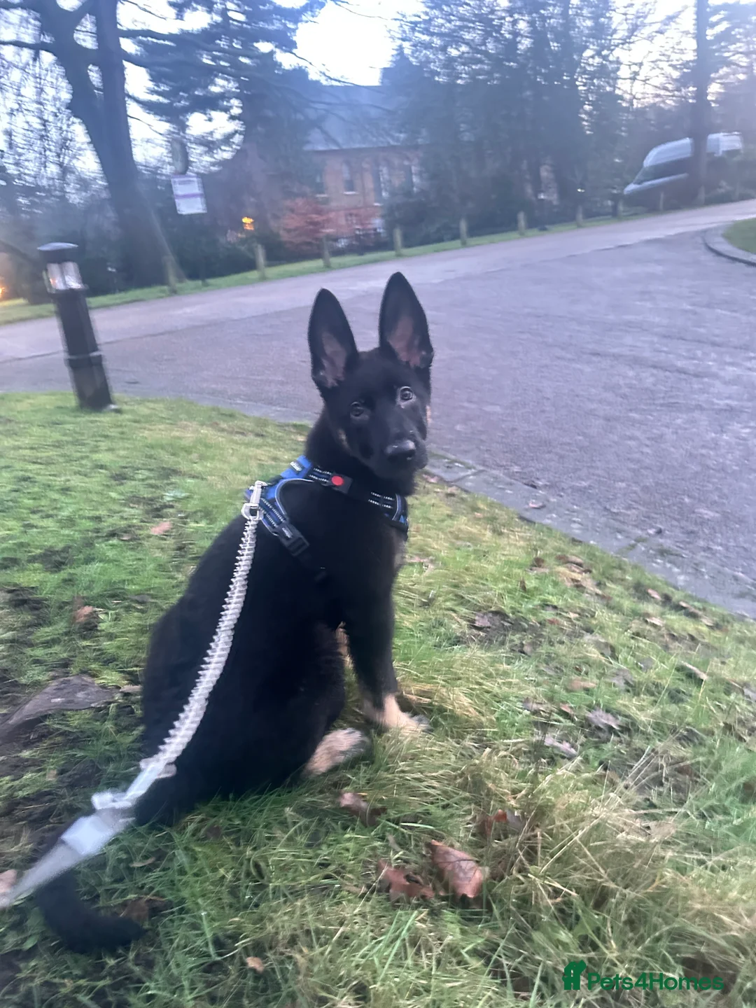 German Shepherd dogs for sale: Stunning German shepherd puppy.friendly& social - Advert 4