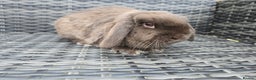 Mini Lop rabbits for sale: Mini lop Bunnies - Advert 2