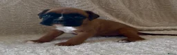 Boxer dogs for sale: Kc Reg Bobtail & tailed boxers  - Advert 4