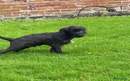 Mixed Breed dogs for sale: Patterdale x cockerpoo puppies - Image 1