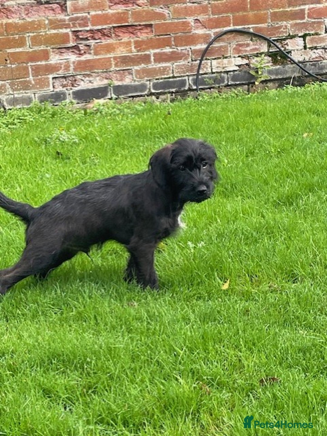 Mixed Breed dogs for sale: Patterdale x cockerpoo puppies - Image 1