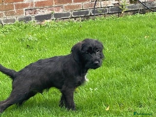 Mixed Breed dogs - Advert 18