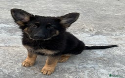 German Shepherd dogs for sale: German shepherd pups KC registered  - Image 15