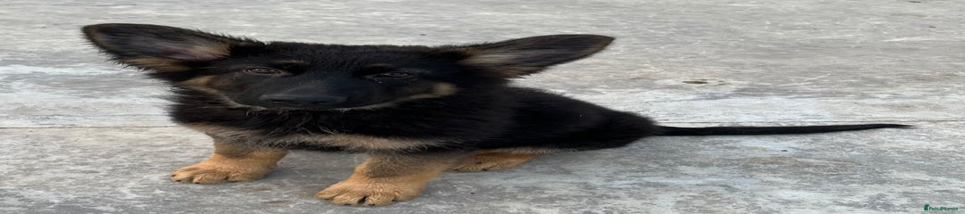 German Shepherd Puppy 5