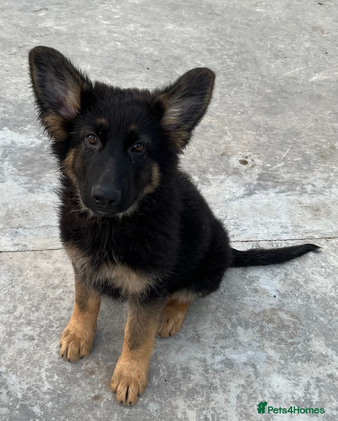 German Shepherd dogs for sale: German shepherd pups KC registered  - Image 15