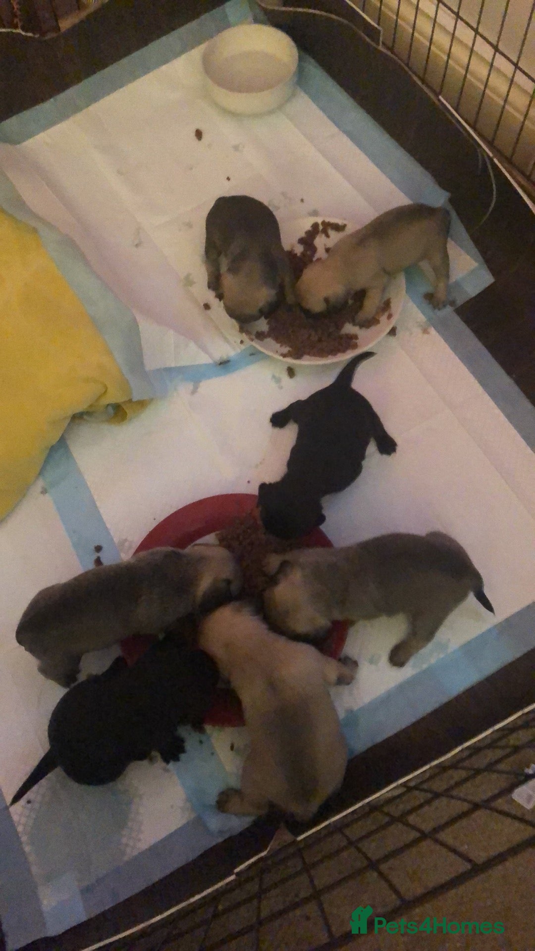 Pug dogs for sale: Pug puppies - Image 16