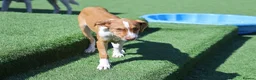 Mixed Breed dogs for adoption: Little Lad Loxy in Hook - Advert 10