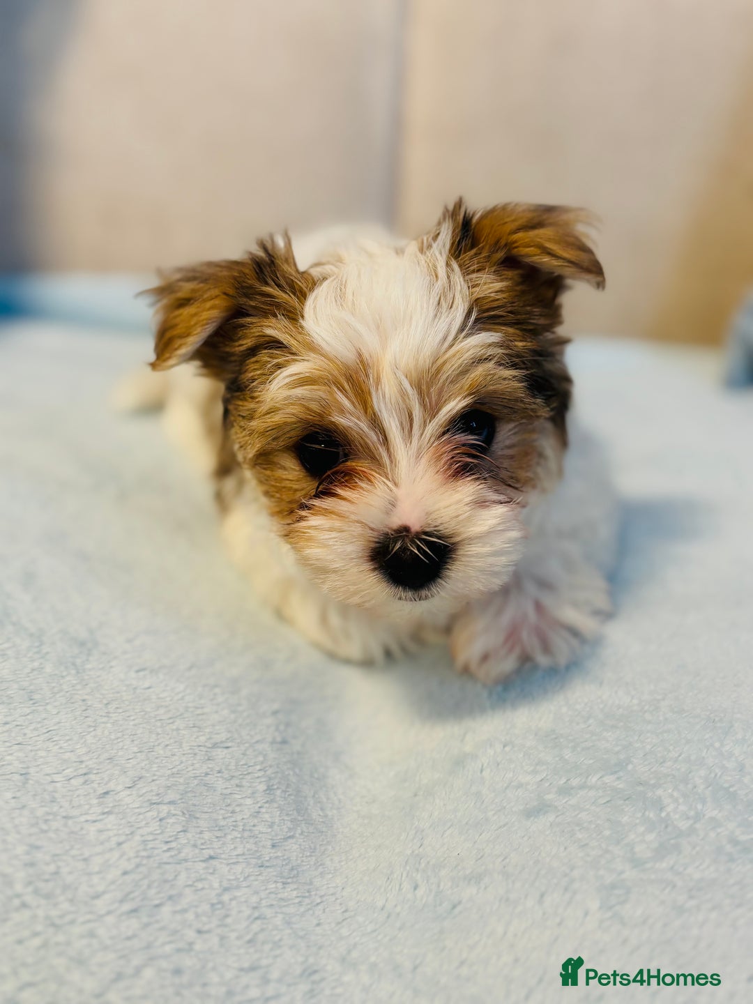 Yorkshire Terrier dogs for sale: ❤️Beautiful blue eyed Yorkshire terrier puppies❤️ - Advert 24