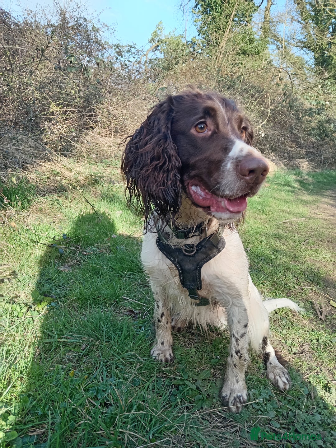 Sprocker dogs for sale: Sprocker - Image 5
