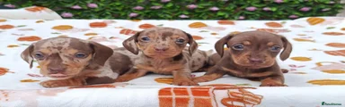 Miniature Dachshund 1
