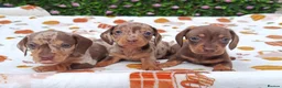 Miniature Dachshund dogs for sale: MINI DAXI KC REG PRA CLEAR - Advert 3