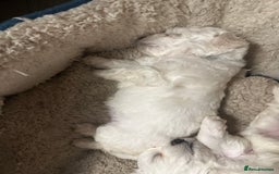 Bichon Frise dogs for sale: bichon frise - Image 8