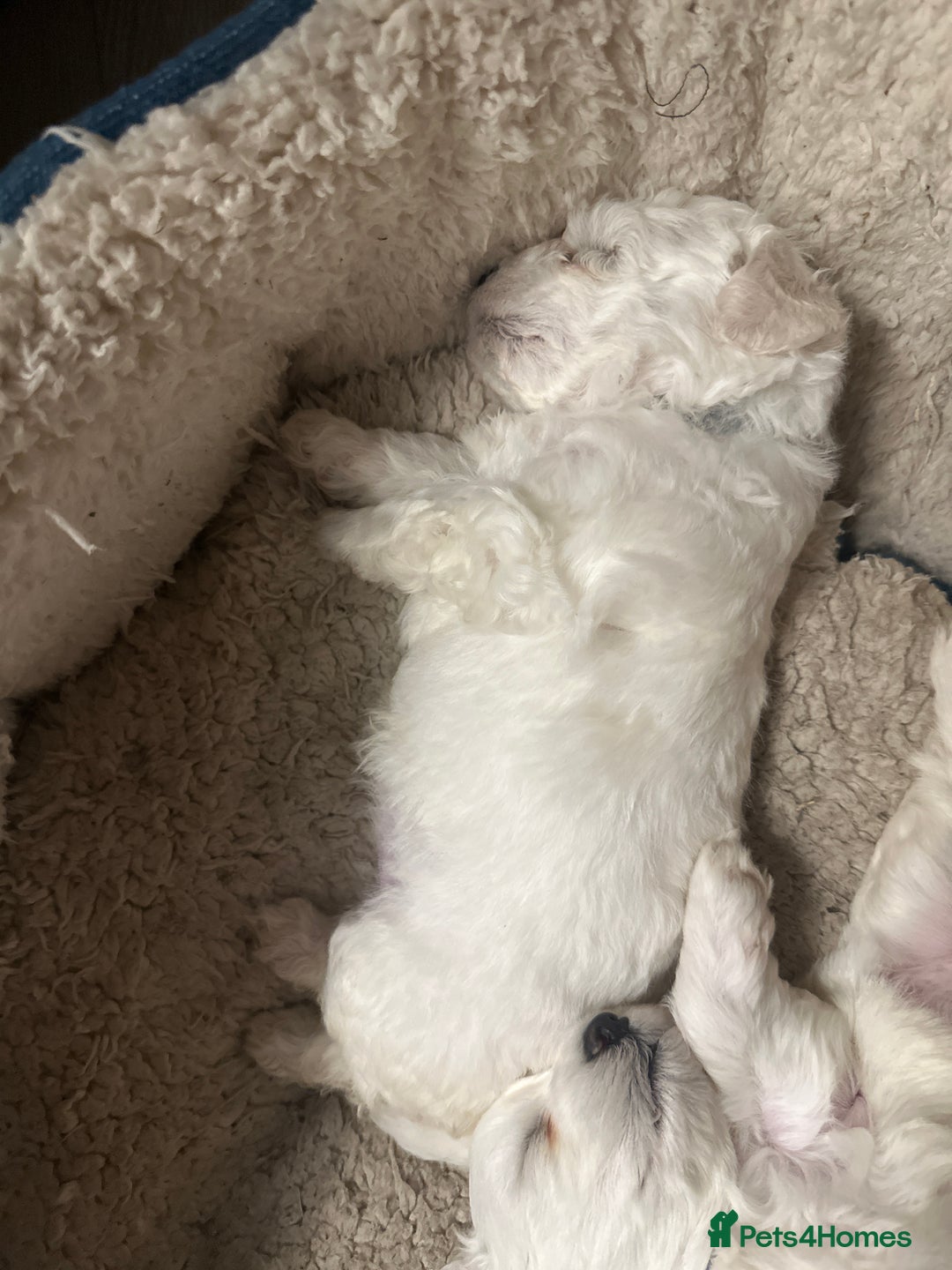 Bichon Frise dogs for sale: bichon frise - Image 8