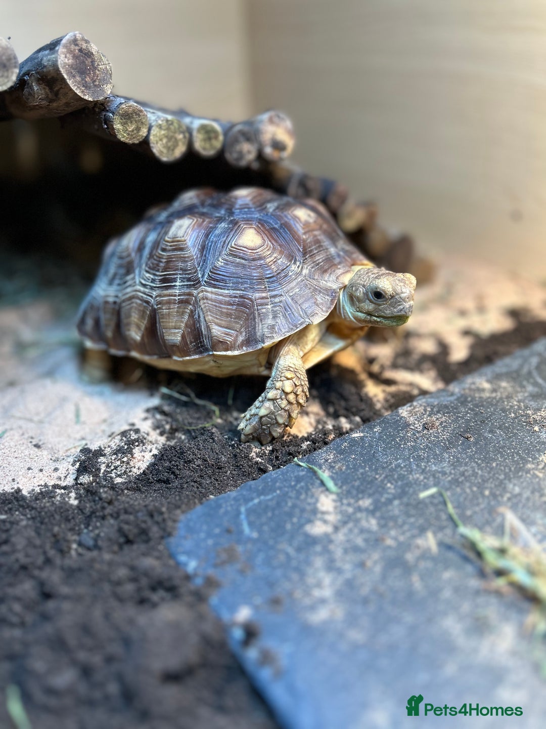 Tortoise reptiles for sale: Sulica tortoise  - Image 1
