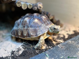 Tortoise reptiles - Advert 22