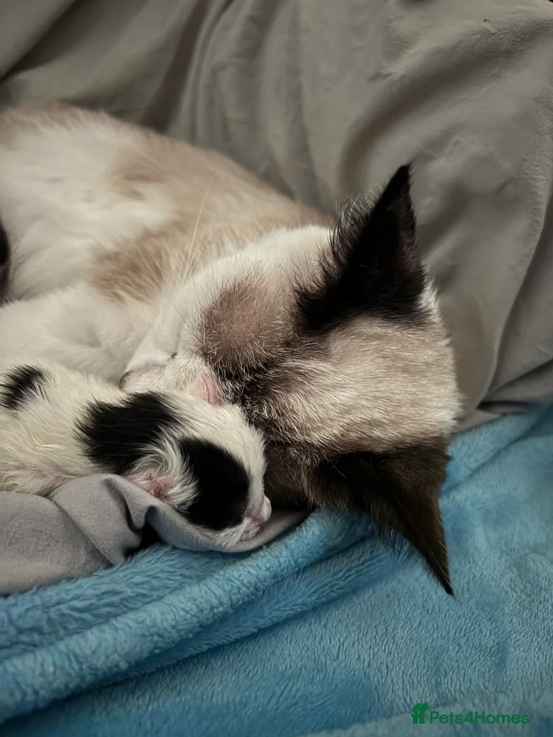 Domestic Shorthair cats for sale: Kittens for sale in Southend-on-Sea - Advert 2