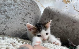 Turkish Van cats for sale: One male tri colour  - Image 10