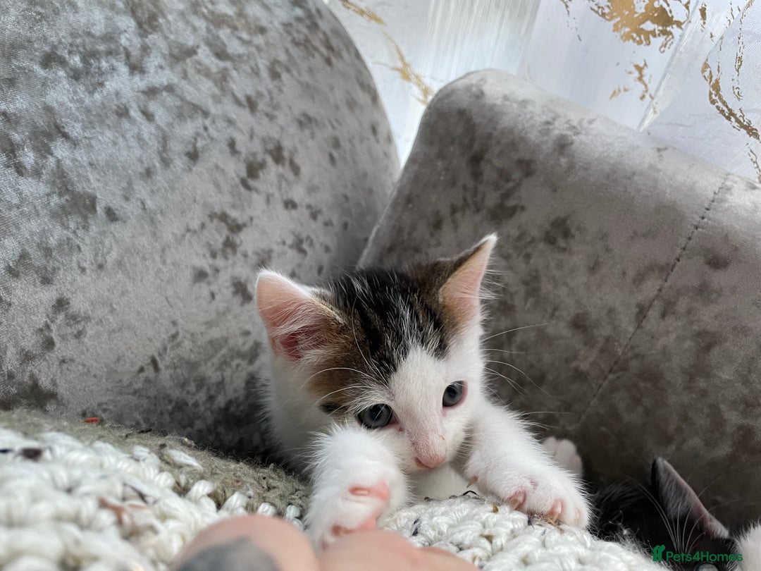Turkish Van cats for sale: One male tri colour  - Image 10