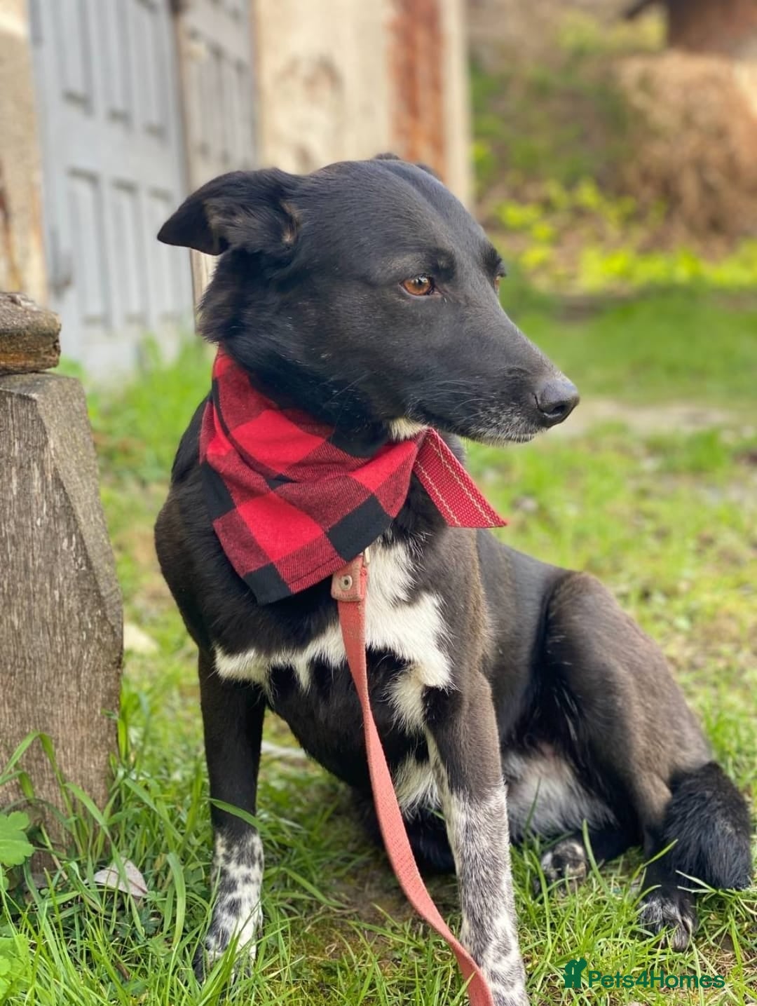 Mixed Breed dogs for adoption: 💖🐶 CARMEN 🐶💖 - Image 3