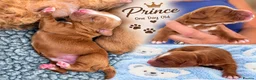 Australian Labradoodle dogs for sale: Multigenerational Australian Labradoodle Puppies - Advert 34