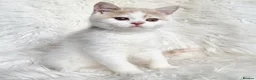 British Shorthair cats for sale: Gorgeous loving purr machines  - Advert 29