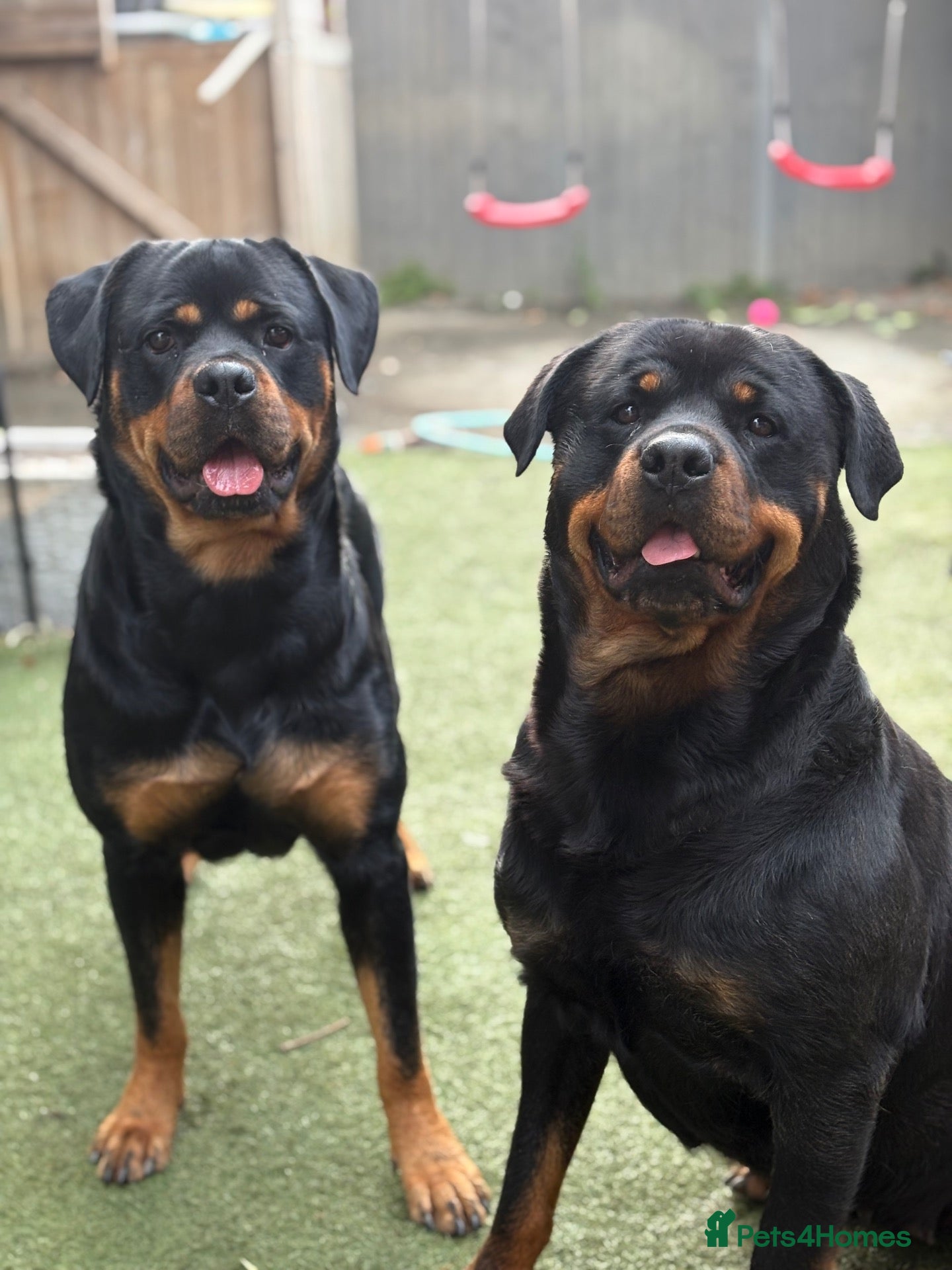 Rottweiler dogs Chunky Rottweilers  - Advert 1