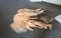 British Longhair cats for sale: Full vaccinated, microchiped, healthy checked girl - Image 3