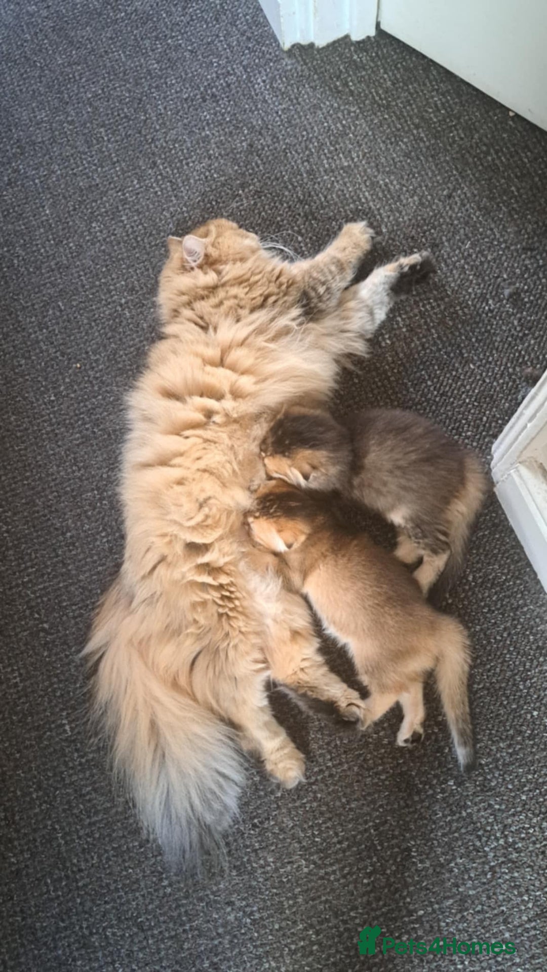 British Longhair cats for sale: Full vaccinated, microchiped, healthy checked girl - Image 3