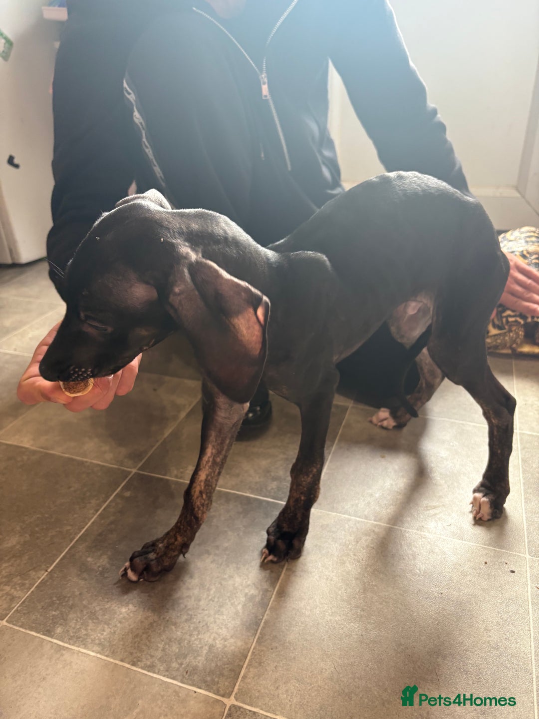 Mixed Breed dogs for sale: Saluki x lurcher puppy - Advert 1