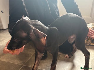 Mixed Breed dogs Saluki x lurcher puppy - Advert 1