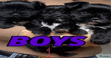 Yorkshire Terrier dogs - Advert 3