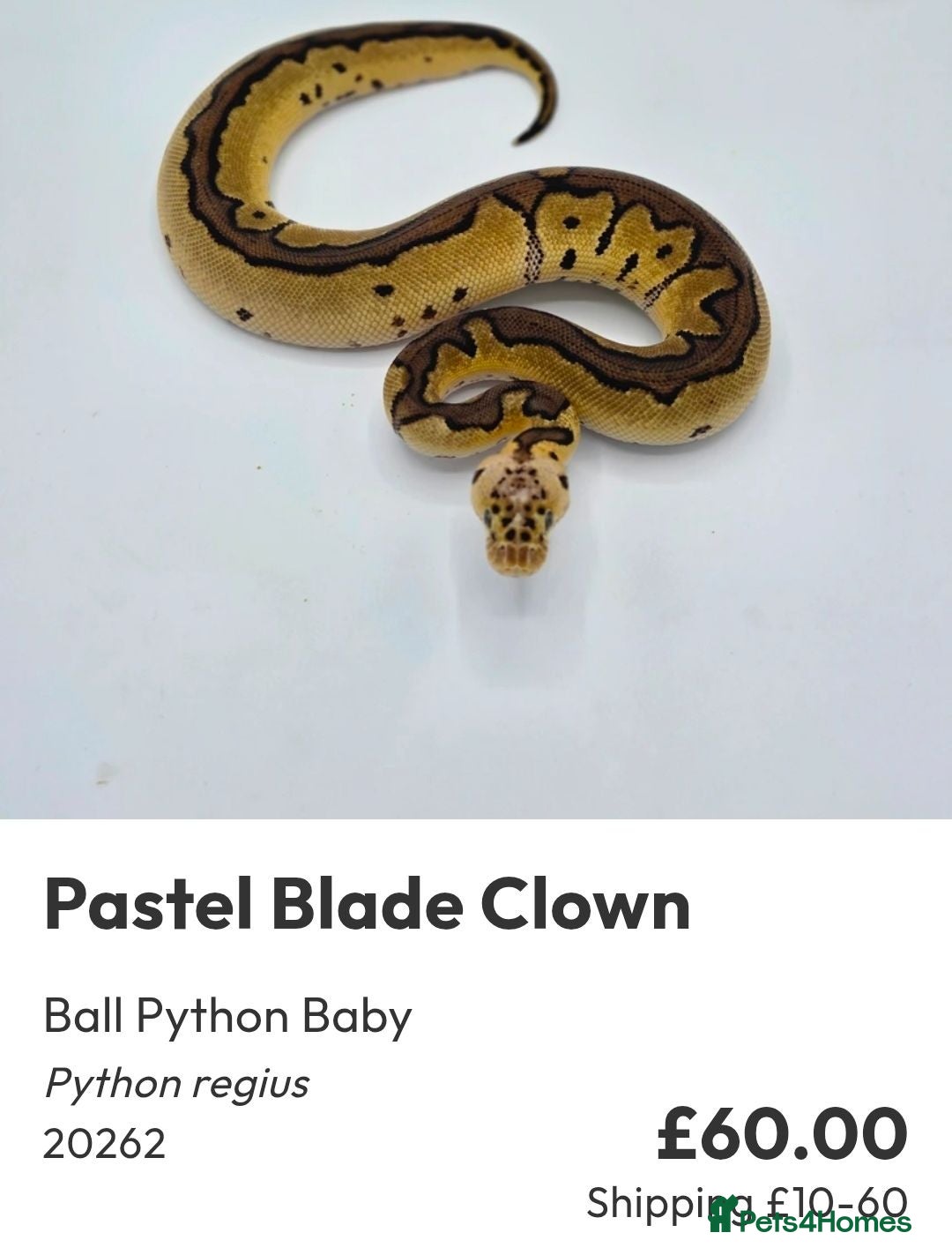 Python Snake reptiles  Various ball pythons  - Advert 14