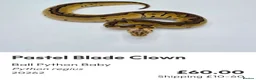 Python Snake reptiles for sale:  Various ball pythons  - Advert 16