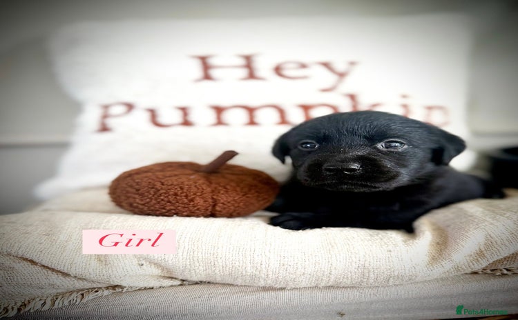 Labrador Retriever dogs - Advert 12