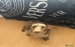 Miniature Dachshund dogs for sale: Miniature daschunds 2 females - 18 months old  - Image 9