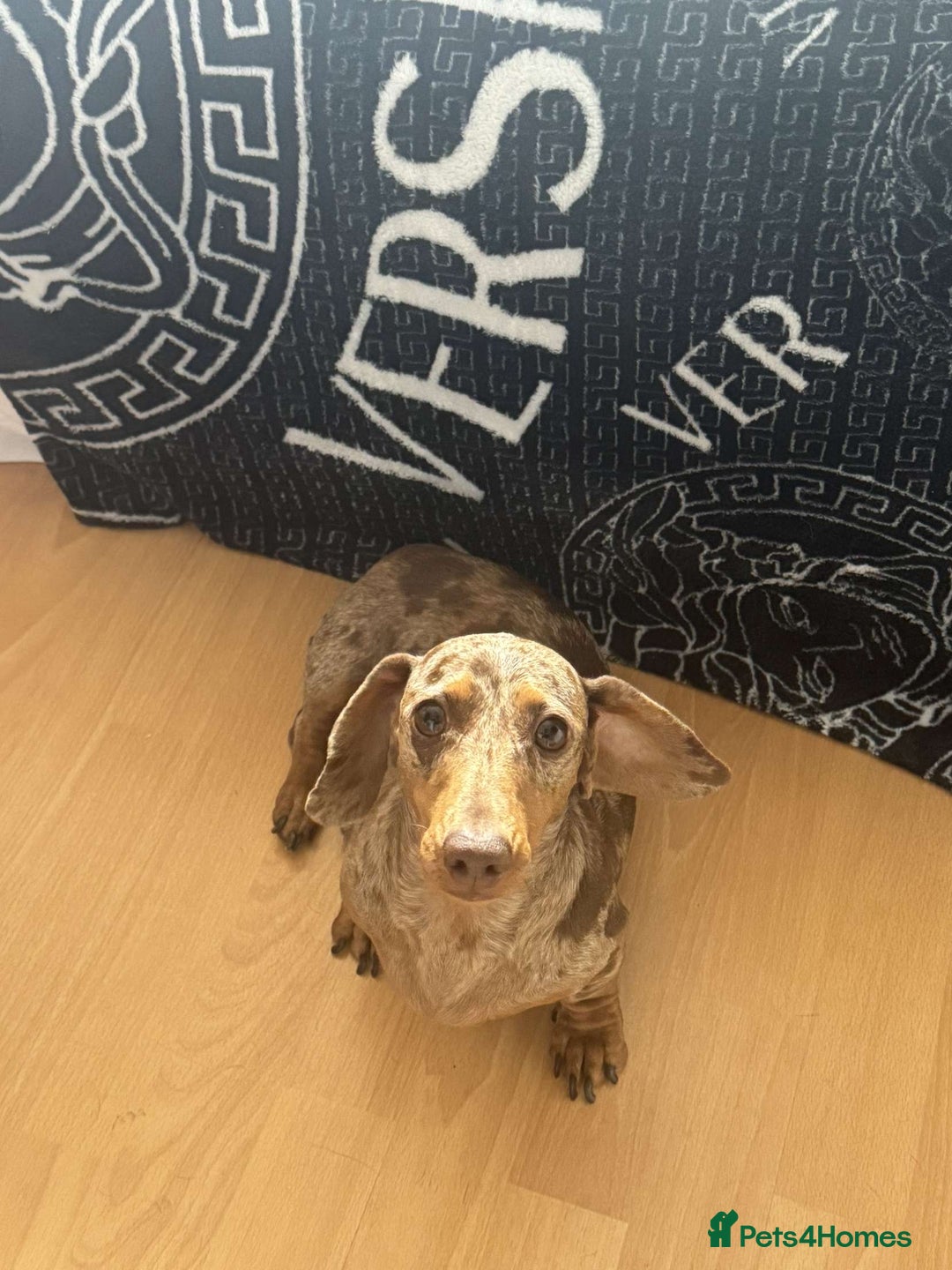 Miniature Dachshund dogs for sale: Miniature daschunds 2 females - 18 months old  - Image 9